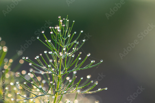 Dill in the garden in the garden  green spice covered with morning dew close up