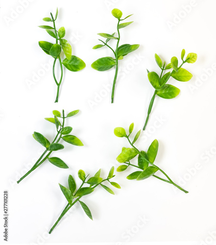 Twigs of greens on a white background