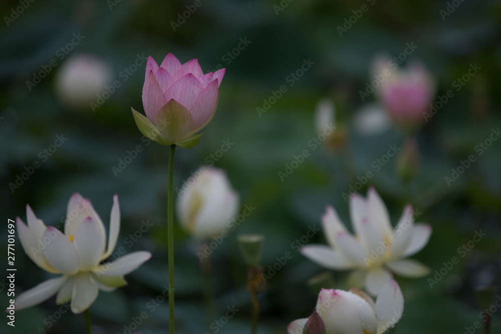 Obraz premium 蓮の花