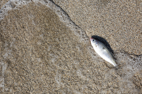 Little fish on sand at beach.  Waves threw fish on the sea coast