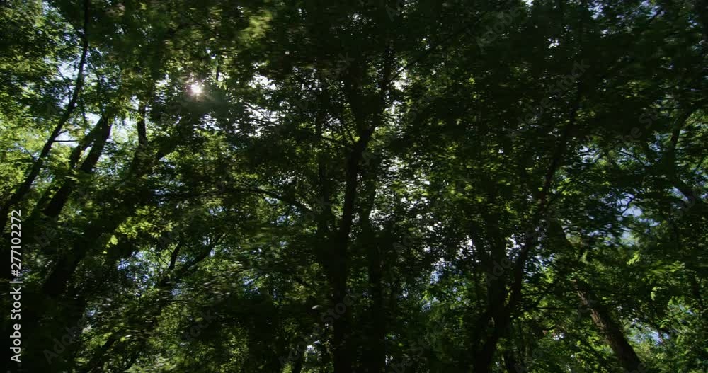 Driving through the Forest Road with Green Trees and Sun Shining Profile POV View Driving through the Forest Road with Green Trees and Sun Shining Profile POV View
