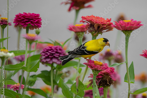 A yellow and black finch bird perches among purple, red, orange, and pink zinnia flowers