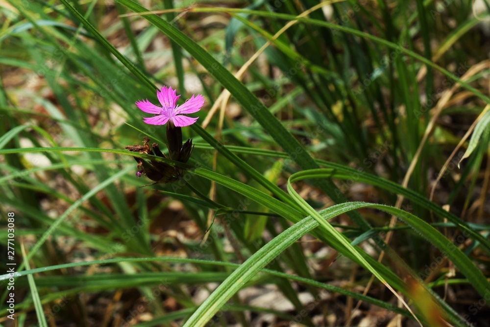 Wild flower Wild flower