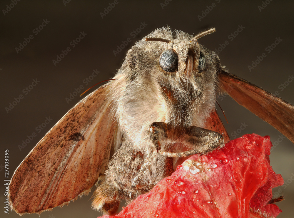 Moth sitting on a red flower. Macro. Moth sitting on a red flower. Macro.