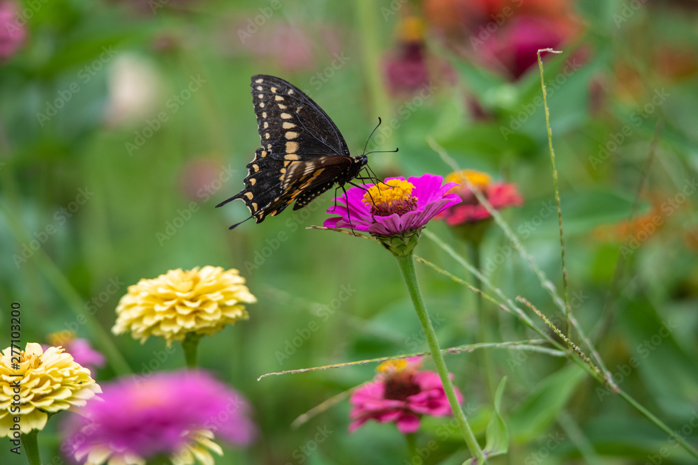A black swallowtail butterfly with yellow and black coloring in a garden full of purple, pink, red, and orange zinnia flowers