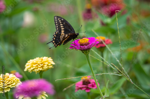 A black swallowtail butterfly with yellow and black coloring in a garden full of purple, pink, red, and orange zinnia flowers © James