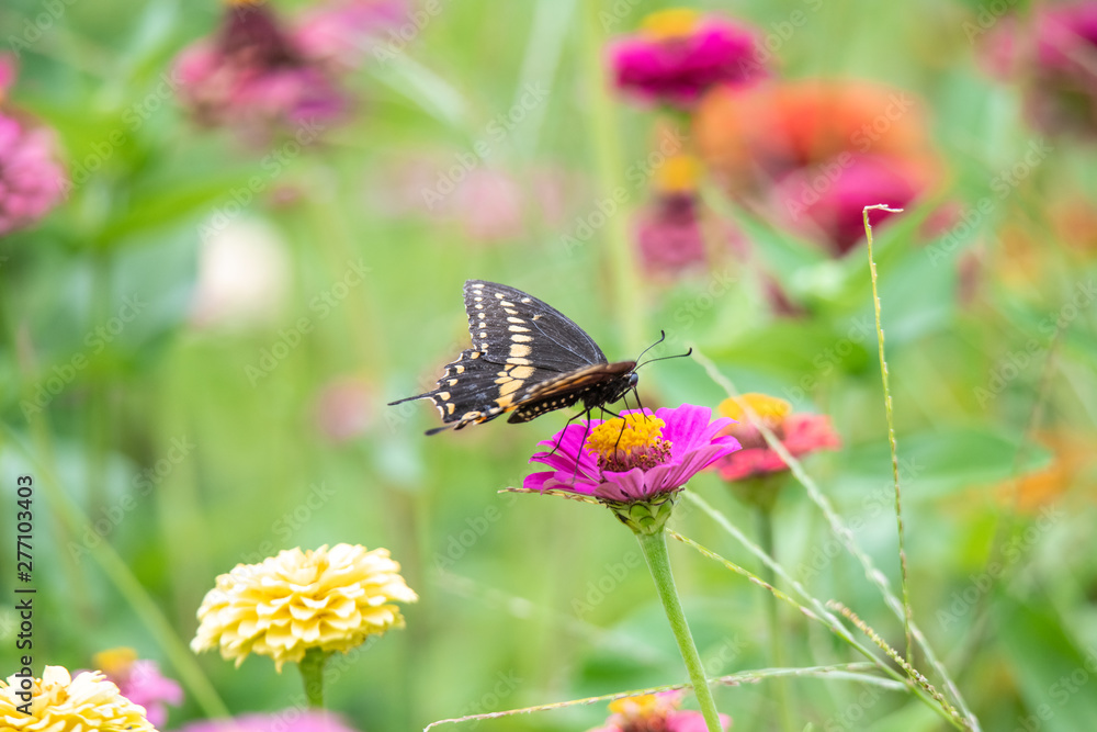 Fototapeta premium A black swallowtail butterfly with yellow and black coloring in a garden full of purple, pink, red, and orange zinnia flowers