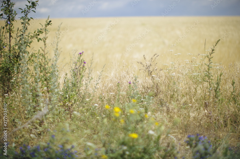Obraz premium field of yellow flowers