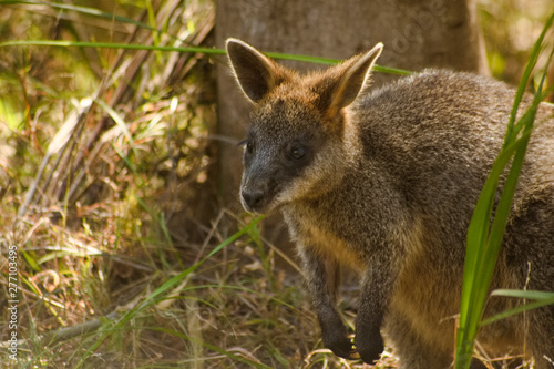 A wallaby hiding in the brush along a hiking trail in Victoria Australia