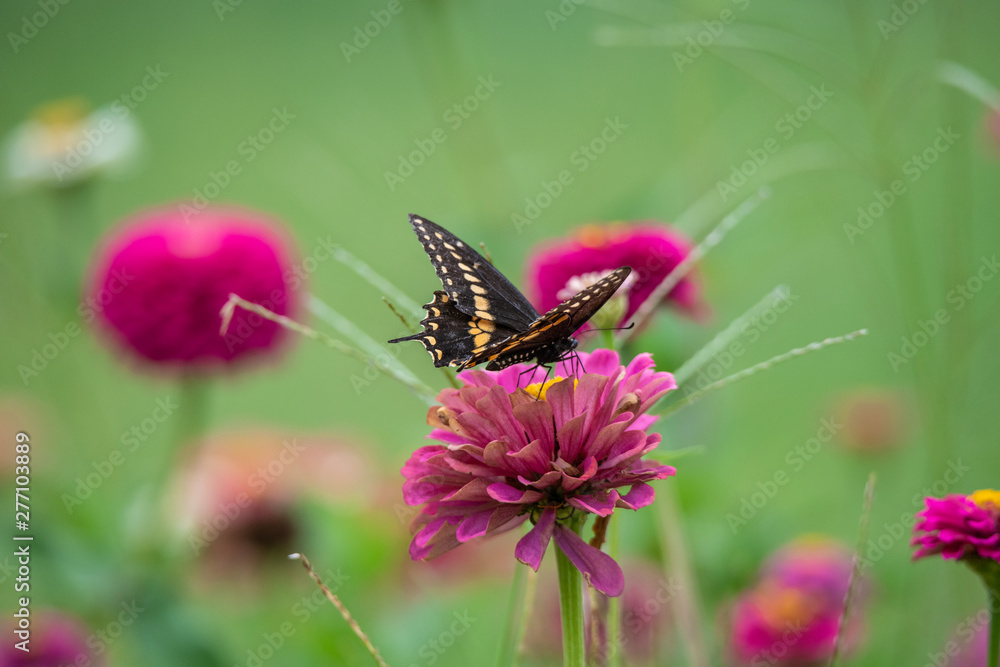 A black swallowtail butterfly with yellow and black coloring in a garden full of purple, pink, red, and orange zinnia flowers A black swallowtail butterfly with yellow and black coloring in a garden full of purple, pink, red, and orange zinnia flowers