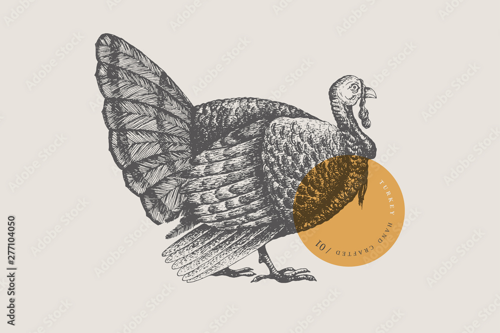 Fototapeta Retro engraving turkey. Hand-drawn picture with a poultry. Can be used for menu restaurants, for packaging in markets and shops. Vector vintage illustrations.
