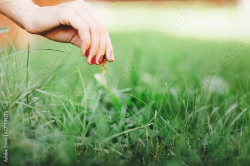 Burning weeds in the grass. Close up of woman's hand, takes care of the lawn. Space for text © Olha