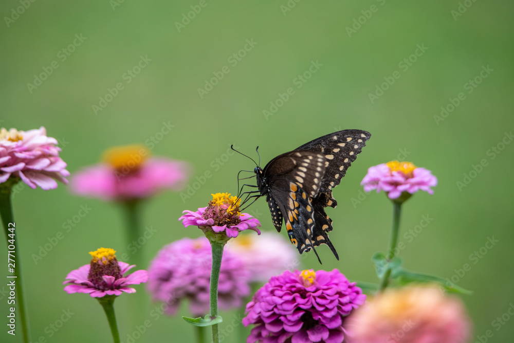 Naklejka premium A black swallowtail butterfly with yellow and black coloring in a garden full of purple, pink, red, and orange zinnia flowers