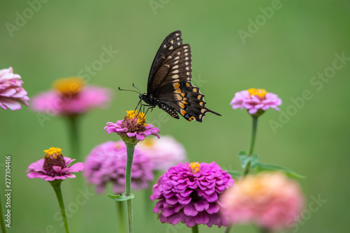 A black swallowtail butterfly with yellow and black coloring in a garden full of purple, pink, red, and orange zinnia flowers © James