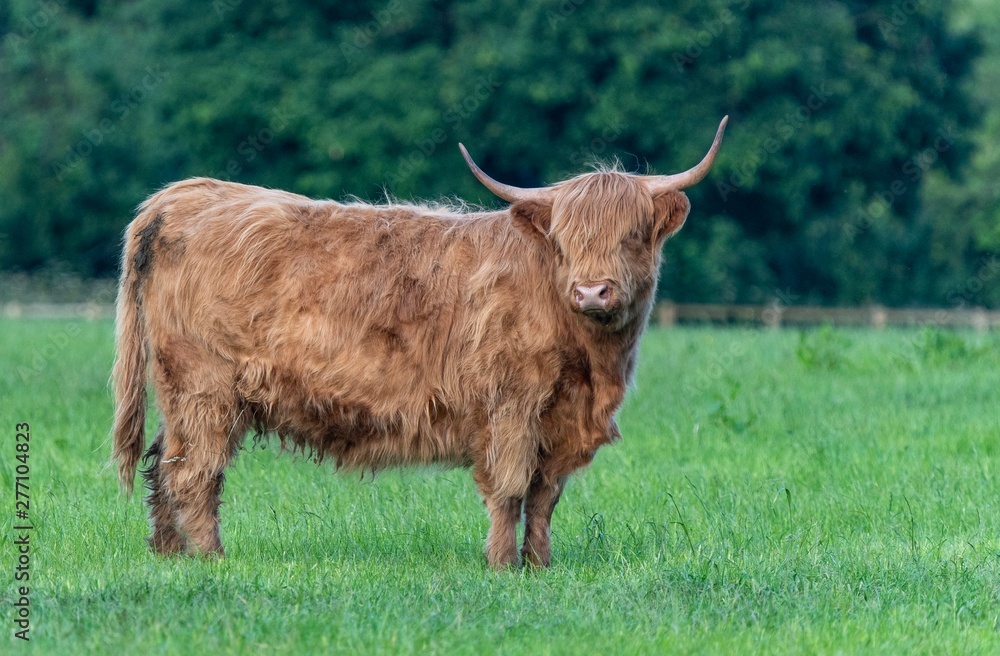 A close up photo of a Highland Cow A close up photo of a Highland Cow