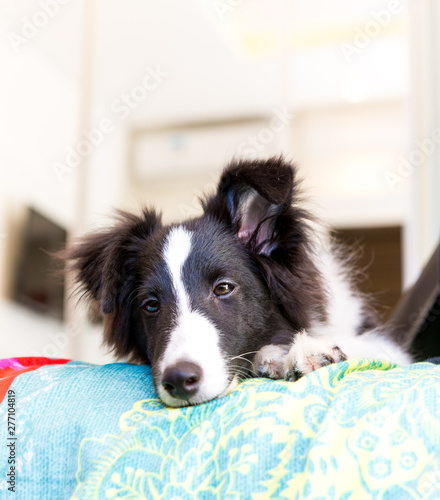 Fototapeta Naklejka Na Ścianę i Meble -  Rare Shetland sheepdog Black an White lying on the bed resting.