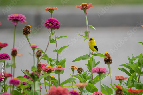 A yellow and black finch bird perches among purple, red, orange, and pink zinnia flowers
