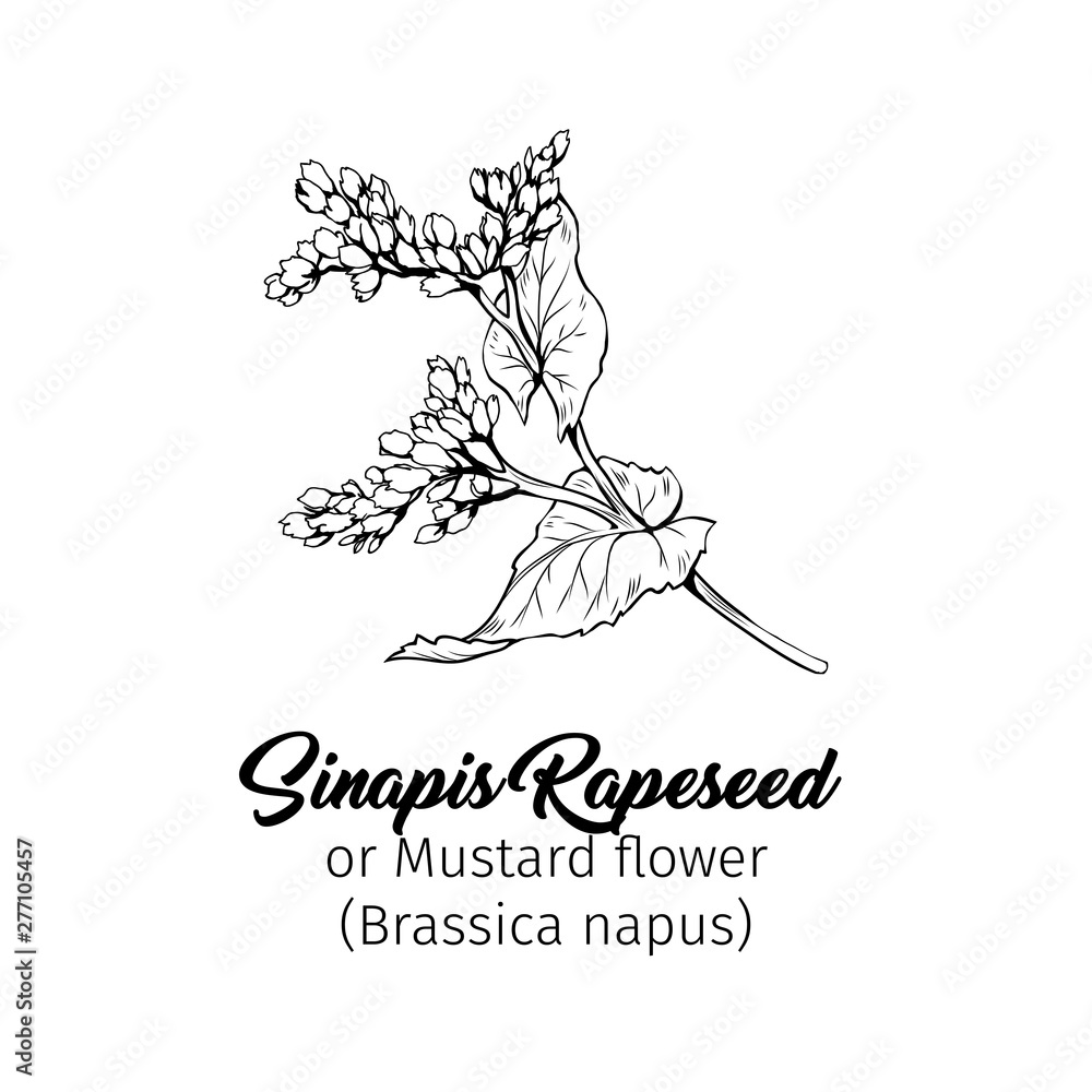 Mustard flower blossom vector illustration. Summer honey plant, canola leaves and petals freehand sketch. Blooming Sinapis rapeseed botanical engraving with inscription. Poster, banner design element