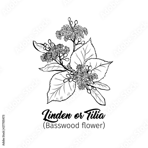 Linden flowers freehand vector illustration. Tilia, basswood, honey plant black and white sketch. Aromatic calming tea ingredient, herbal remedy. Botanical engraved tree branch. Poster design element