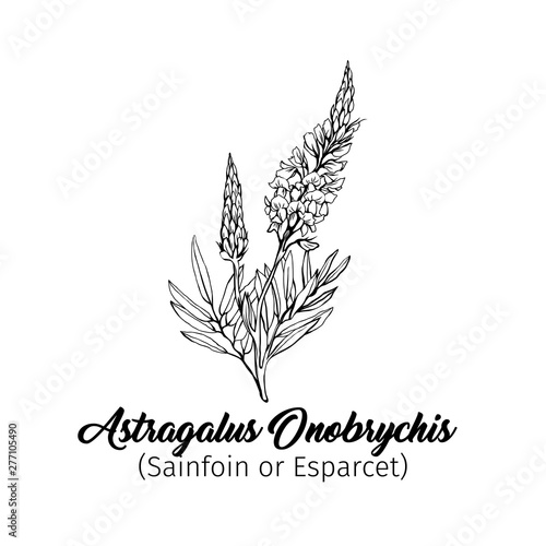 Foto Esparcet blossom hand drawn vector illustration