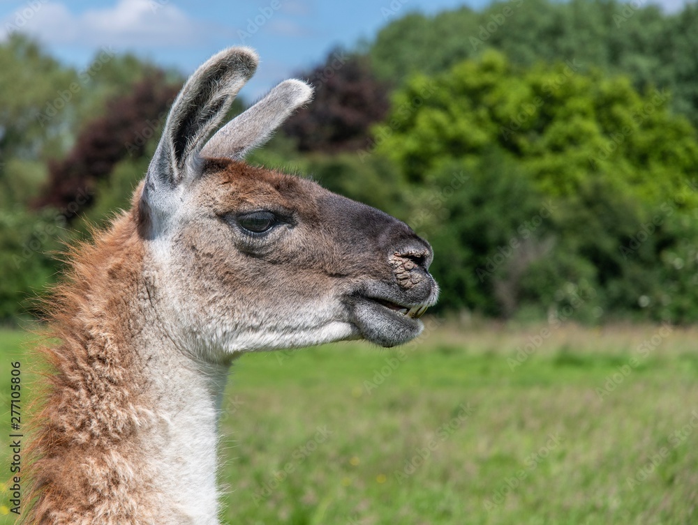 A close up portrait of lama