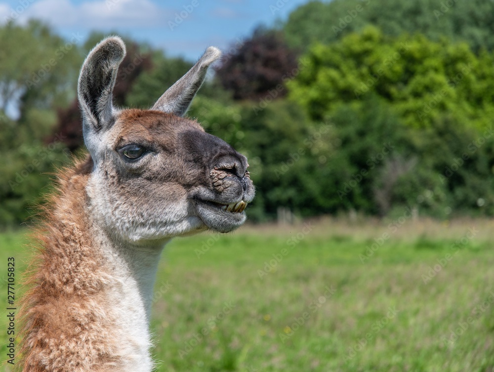 A close up photo of a llama 