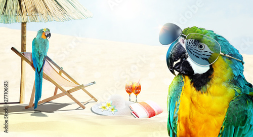 Papagei im Urlaub am Strand