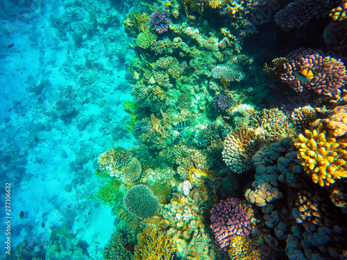 Amazing beautiful view of coral reef and fish in the red sea