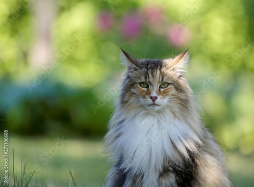 A norwegian forest cat female sitting and looking at the photographer
