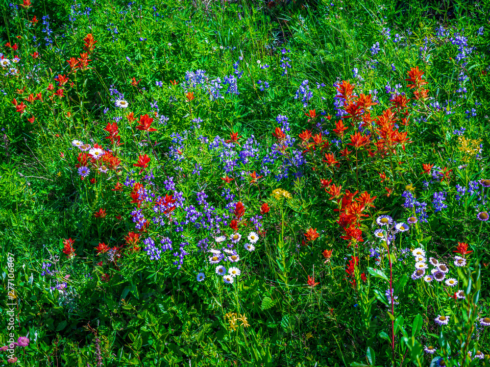 mountain meadow flowers