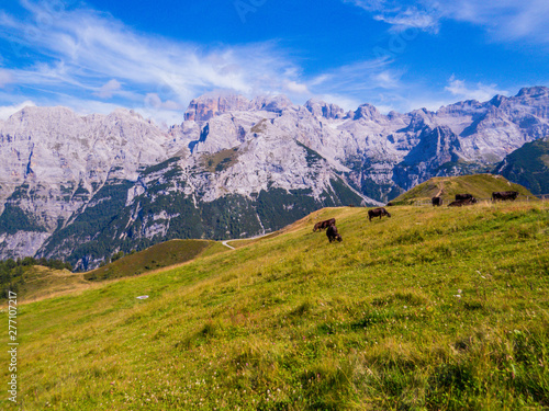 Cows on the Doss del Sabion, Trentino-Alto Adige, Dolomites, north Italy