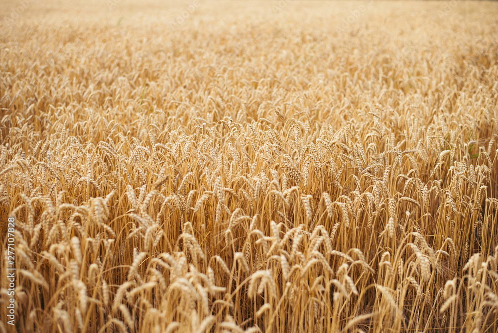 Wheat field. Ears of golden wheat close up. Beautiful Nature Sunset Landscape. Rural Scenery under Shining Sunlight. Background of ripening ears of wheat field. Rich harvest Concept. Label art design Wheat field. Ears of golden wheat close up. Beautiful Nature Sunset Landscape. Rural Scenery under Shining Sunlight. Background of ripening ears of wheat field. Rich harvest Concept. Label art design