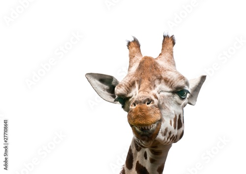 A close up photo of a giraffe isolated on white background