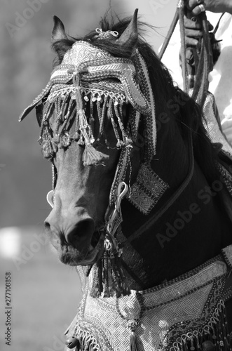 Cheval en spectacle photo