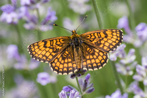Heath fritillary on the lavender © tobyphotos