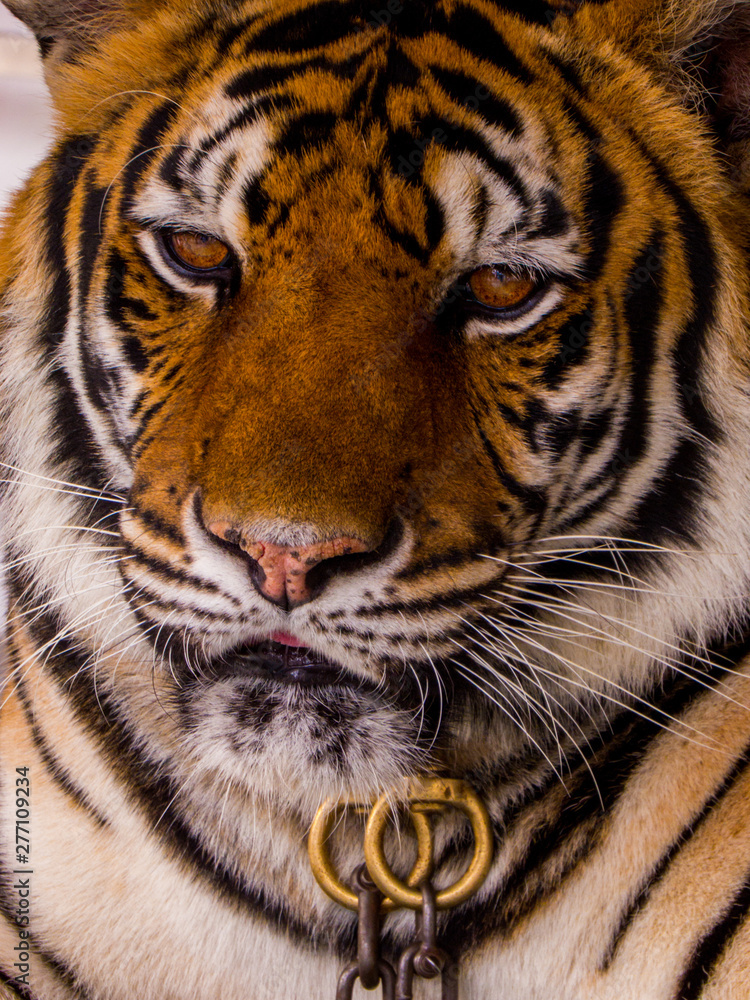 Fototapeta premium Tiger for photo with tourists in Nong Nooch Tropical Botanical Garden in Pattaya, Thailand