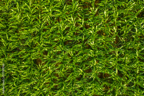 Green plants, green background, natural texture, aerial top down view of a green corn field photo