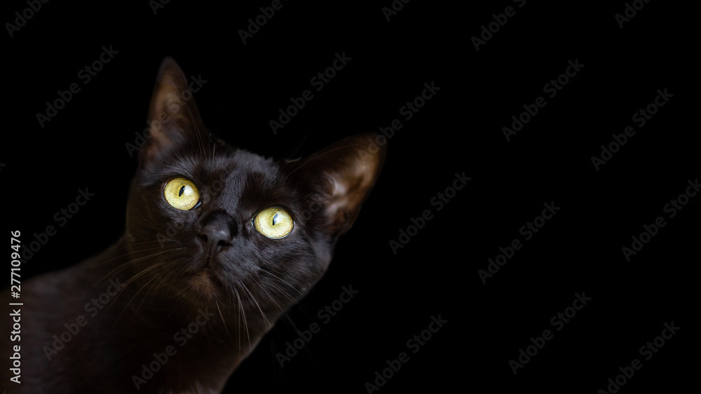 Black cat cropped isolated on black background. Beutiful kitten looking left up with interest. Copy space Black cat cropped isolated on black background. Beutiful kitten looking left up with interest. Copy space