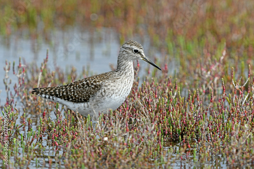 Bruchwasserläufer (Tringa glareola) - Wood sandpiper photo