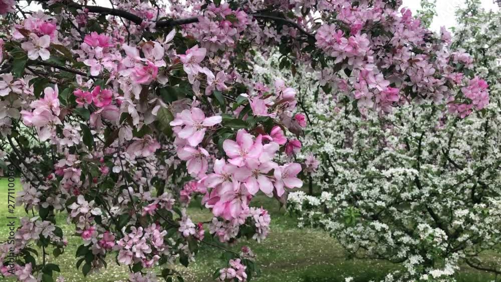 blooming Apple orchard in spring blooming Apple orchard in spring