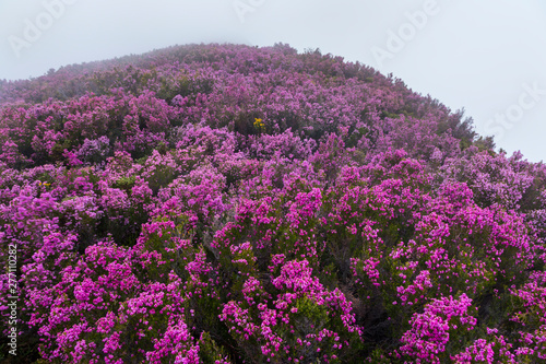 HEATHER (Erica australis), Fuentes del Narcea, Degaña e Ibias Natural Park, Asturias, Spain, Europe photo