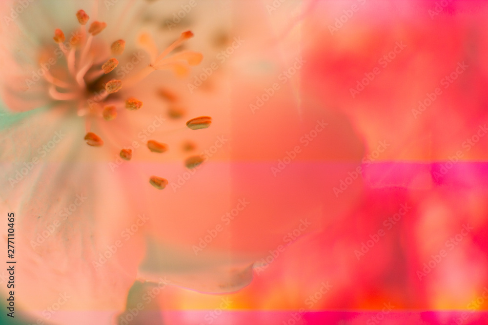 Fototapeta premium Neon colored fresh jasmine flower macro Close-up. Bright holographic foil background. Multicolor trendy backdrop. Copy space. Soft focus, blerred. Light distortion effect