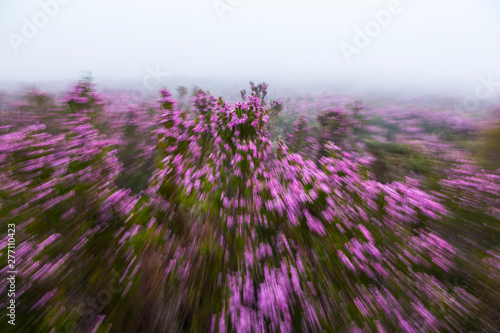 HEATHER  Erica australis   Fuentes del Narcea  Dega  a e Ibias Natural Park  Asturias  Spain  Europe