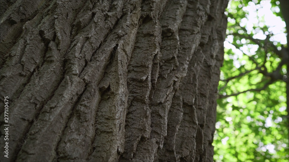 Obraz premium Tall trees isolated on white background. Old oak in the maple forest.