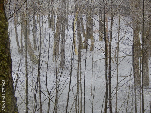 trees in winter in frozen lake