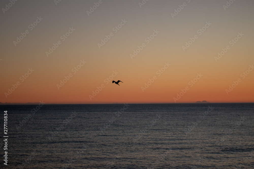 Seagulls flying over the sea at sunset with the background of the mountains of South Africa Seagulls flying over the sea at sunset with the background of the mountains of South Africa