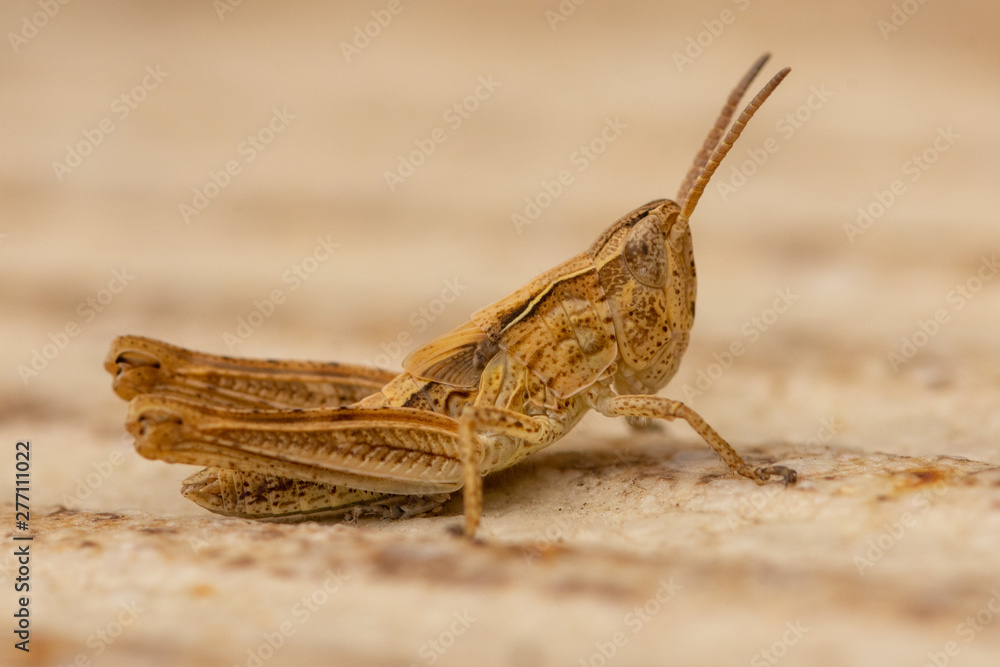 Macro of brown grasshopper sitting on a meadow