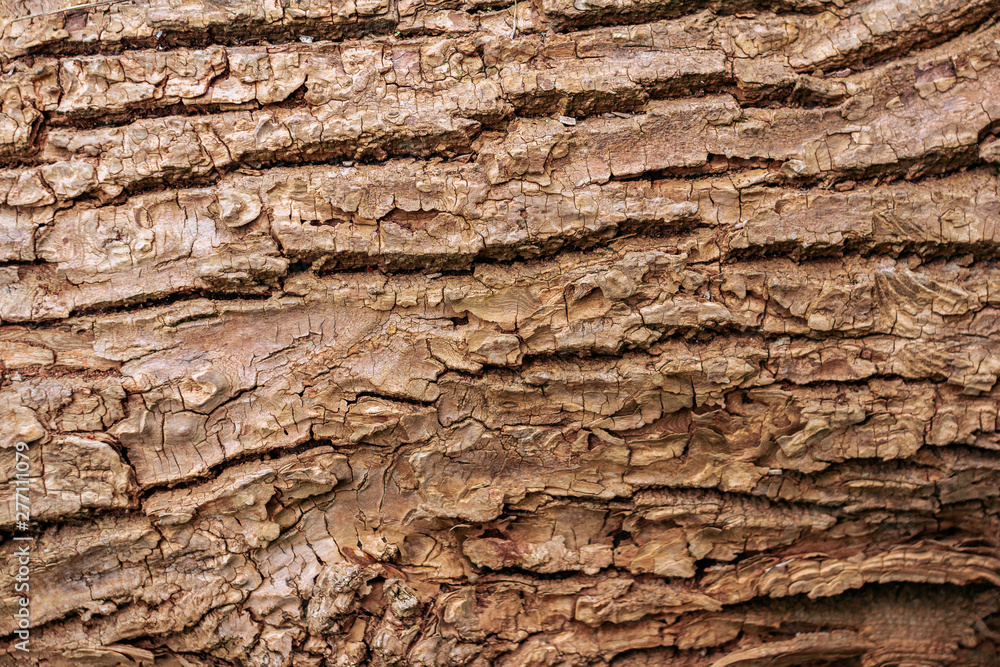 Wooden bark texture. High quality unique texture of tree bark. Close up backdrop. Wooden bark texture. High quality unique texture of tree bark. Close up backdrop.