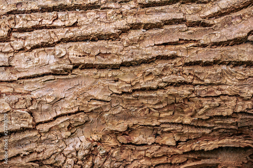 Wooden bark texture. High quality unique texture of tree bark. Close up backdrop.