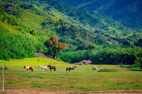 horses in tropical field